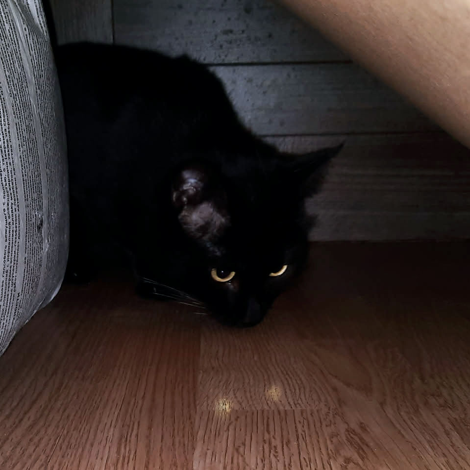 Chernysh the cat