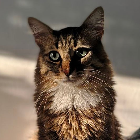 Timosha the cat