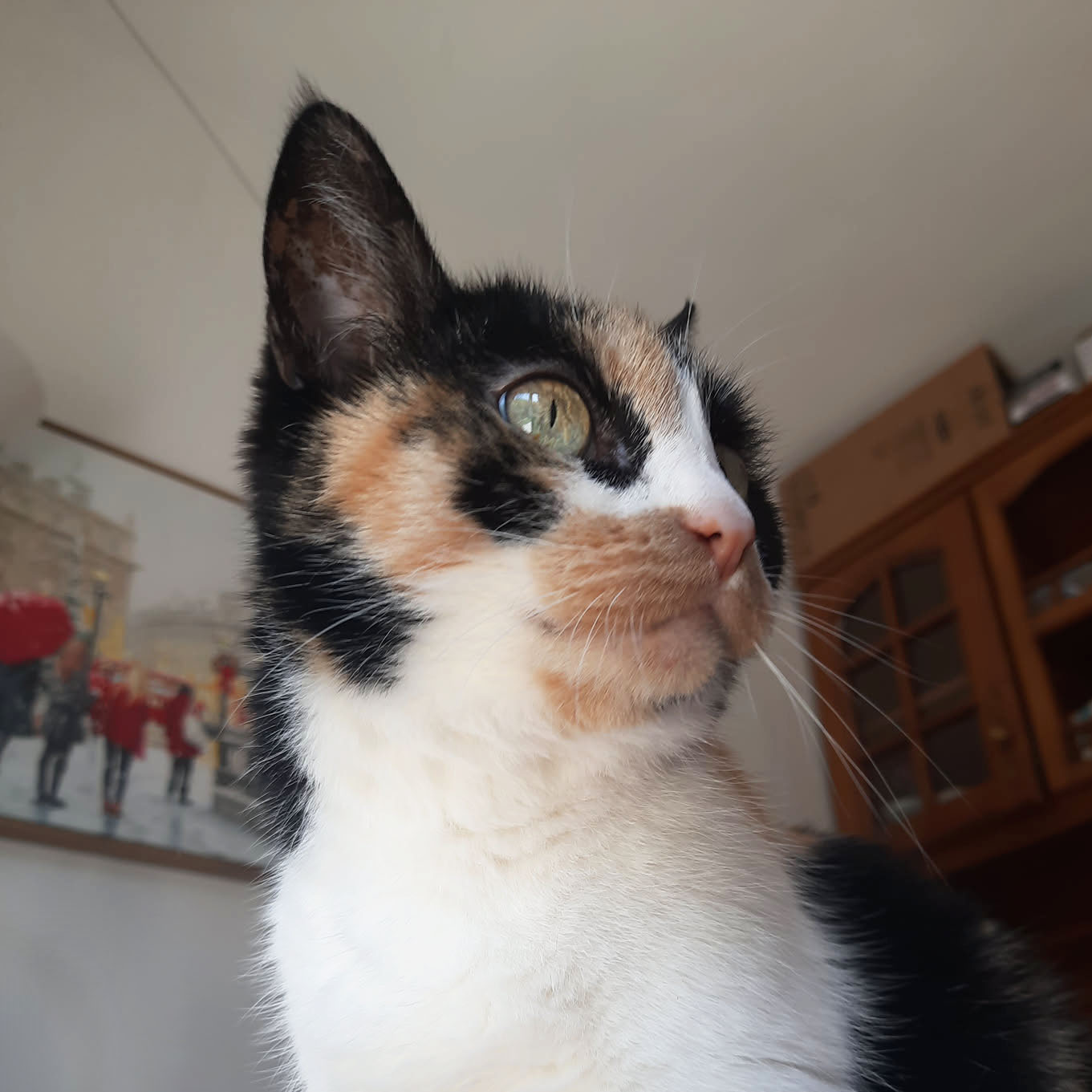 Vikoosen the cat